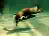 ������� �������� ��